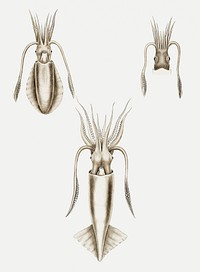 Squid varieties set illustration