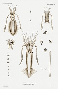 Squid varieties set illustration from Mollusca & Shells by Augustus Addison Gould. Original from Biodiversity Heritage Library. Digitally enhanced by rawpixel.