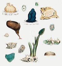 Sea squirt varieties set illustration