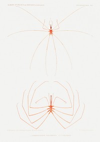 Sea spider illustration from R&eacute;sultats des Campagnes Scientifiques by <a href="https://www.rawpixel.com/search/albert%20i?sort=curated&amp;photo=1&amp;page=1">Albert I</a>, Prince of Monaco (1848&ndash;1922). Original from Biodiversity Heritage Library. Digitally enhanced by rawpixel.