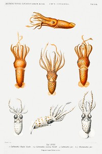 Squid varieties set illustration from Deutschen Tiefsee-Expedition, German Deep Sea Expedition (1898&ndash;1899) by <a href="https://www.rawpixel.com/search/Carl%20Chun?sort=curated&amp;photo=1&amp;page=1">Carl Chun</a>. Original from Biodiversity Heritage Library. Digitally enhanced by rawpixel.