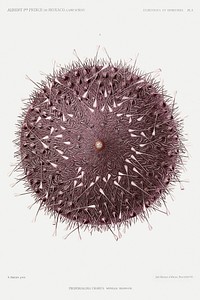 Sea urchin illustration from R&eacute;sultats des Campagnes Scientifiques by Albert I, Prince of Monaco (1848&ndash;1922). Original from Biodiversity Heritage Library. Digitally enhanced by rawpixel.