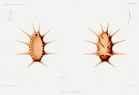 Deima, a sea cucumber illustration from R&eacute;sultats des Campagnes Scientifiques by <a href="https://www.rawpixel.com/search/albert%20i?sort=curated&amp;photo=1&amp;page=1">Albert I</a>, Prince of Monaco (1848&ndash;1922). Original from Biodiversity Heritage Library. Digitally enhanced by rawpixel.