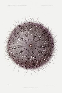 Sperosoma grimaldii, a sea urchin illustration from R&eacute;sultats des Campagnes Scientifiques by <a href="https://www.rawpixel.com/search/albert%20i?sort=curated&amp;photo=1&amp;page=1">Albert I</a>, Prince of Monaco (1848&ndash;1922). Original from Biodiversity Heritage Library. Digitally enhanced by rawpixel.