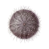 Sperosoma grimaldii, a sea urchin illustration