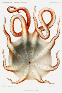 Alloposus mollis, a seven arm octopus illustration from R&eacute;sultats des Campagnes Scientifiques by <a href="https://www.rawpixel.com/search/albert%20i?sort=curated&amp;photo=1&amp;page=1">Albert I</a>, Prince of Monaco (1848&ndash;1922). Original from Biodiversity Heritage Library. Digitally enhanced by rawpixel.