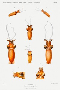 Benthoteuthis megalops Verrill squid illustration from Deutschen Tiefsee-Expedition, German Deep Sea Expedition (1898&ndash;1899) by <a href="https://www.rawpixel.com/search/Carl%20Chun?sort=curated&amp;photo=1&amp;page=1">Carl Chun</a>. Original from Biodiversity Heritage Library. Digitally enhanced by rawpixel.