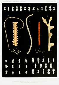 Marine life illustration from R&eacute;sultats des Campagnes Scientifiques by <a href="https://www.rawpixel.com/search/albert%20i?sort=curated&amp;photo=1&amp;page=1">Albert I</a>, Prince of Monaco (1848&ndash;1922). Original from Biodiversity Heritage Library. Digitally enhanced by rawpixel.