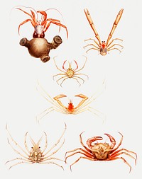 Crab varieties set illustration