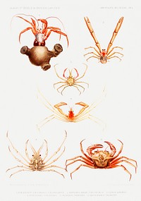 Crab varieties set illustration from R&eacute;sultats des Campagnes Scientifiques by <a href="https://www.rawpixel.com/search/albert%20i?sort=curated&amp;photo=1&amp;page=1">Albert I</a>, Prince of Monaco (1848&ndash;1922). Original from Biodiversity Heritage Library. Digitally enhanced by rawpixel.