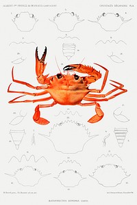 West African Brachyuran crab, Bathynectes piperitus vintage illustration from R&eacute;sultats des Campagnes Scientifiques by <a href="https://www.rawpixel.com/search/albert%20i?sort=curated&amp;photo=1&amp;page=1">Albert I</a>, Prince of Monaco (1848&ndash;1922). Original from Biodiversity Heritage Library. Digitally enhanced by rawpixel.