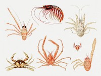 Crabs and shrimps set illustration