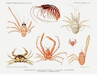 Crabs and shrimps set illustration from R&eacute;sultats des Campagnes Scientifiques by <a href="https://www.rawpixel.com/search/albert%20i?sort=curated&amp;photo=1&amp;page=1">Albert I</a>, Prince of Monaco (1848&ndash;1922). Original from Biodiversity Heritage Library. Digitally enhanced by rawpixel.