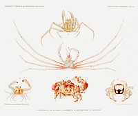 Crab varieties set illustration from R&eacute;sultats des Campagnes Scientifiques by <a href="https://www.rawpixel.com/search/albert%20i?sort=curated&amp;photo=1&amp;page=1">Albert I</a>, Prince of Monaco (1848&ndash;1922). Original from Biodiversity Heritage Library. Digitally enhanced by rawpixel.