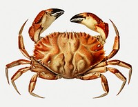 Dungeness crab vintage illustration
