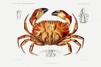 Dungeness crab illustration from R&eacute;sultats des Campagnes Scientifiques by <a href="https://www.rawpixel.com/search/albert%20i?sort=curated&amp;photo=1&amp;page=1">Albert I</a>, Prince of Monaco (1848&ndash;1922). Original from Biodiversity Heritage Library. Digitally enhanced by rawpixel.