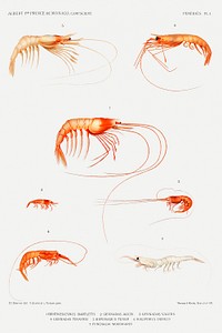 Shrimp varieties set illustration from R&eacute;sultats des Campagnes Scientifiques by <a href="https://www.rawpixel.com/search/albert%20i?sort=curated&amp;photo=1&amp;page=1">Albert I</a>, Prince of Monaco (1848&ndash;1922). Original from Biodiversity Heritage Library. Digitally enhanced by rawpixel.