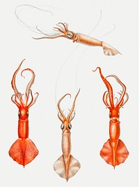 Red whiplash squid vintage illustration