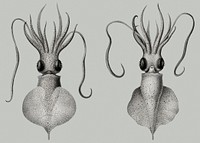 Love heart squid, a whiplash squid illustration