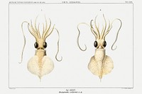 Love heart squid, a whiplash squid illustration from Deutschen Tiefsee-Expedition, German Deep Sea Expedition (1898–1899) by Carl Chun. Original from Biodiversity Heritage Library. Digitally enhanced by rawpixel.