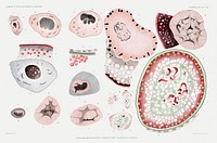 Illustration of marine life&#39;s cells from R&eacute;sultats des Campagnes Scientifiques by <a href="https://www.rawpixel.com/search/albert%20i?sort=curated&amp;photo=1&amp;page=1">Albert I</a>, Prince of Monaco (1848&ndash;1922). Original from Biodiversity Heritage Library. Digitally enhanced by rawpixel.