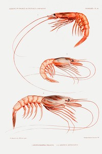 Shrimp varieties set illustration from R&eacute;sultats des Campagnes Scientifiques by <a href="https://www.rawpixel.com/search/albert%20i?sort=curated&amp;photo=1&amp;page=1">Albert I</a>, Prince of Monaco (1848&ndash;1922). Original from Biodiversity Heritage Library. Digitally enhanced by rawpixel.