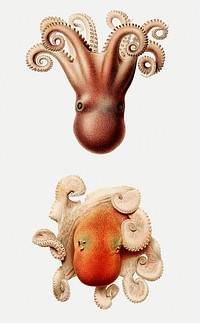 Vintage sea octopus illustration