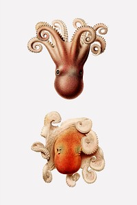 Vintage sea octopus illustration