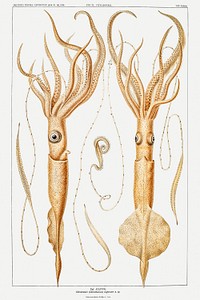 Various genera of squids illustration from Deutschen Tiefsee-Expedition, German Deep Sea Expedition (1898–1899) by Carl Chun. Original from Biodiversity Heritage Library. Digitally enhanced by rawpixel.