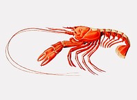 Nephrosis atlantica, a Scarlett clawed lobster illustration