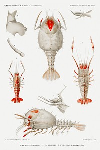Decapod varieties set illustration from R&eacute;sultats des Campagnes Scientifiques by <a href="https://www.rawpixel.com/search/albert%20i?sort=curated&amp;photo=1&amp;page=1">Albert I</a>, Prince of Monaco (1848&ndash;1922). Original from Biodiversity Heritage Library. Digitally enhanced by rawpixel.