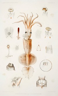 Grimaldi scaled squid&#39;s external and internal organs from R&eacute;sultats des Campagnes Scientifiques by <a href="https://www.rawpixel.com/search/albert%20i?sort=curated&amp;photo=1&amp;page=1">Albert I</a>, Prince of Monaco (1848&ndash;1922). Original from Biodiversity Heritage Library. Digitally enhanced by rawpixel.