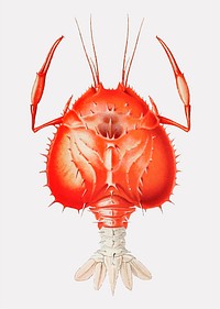 Eryoneicus richardi, a decapod crustacean illustration