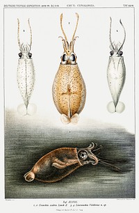 Glass squids illustration from Deutschen Tiefsee-Expedition (German Deep Sea Expedition) (1898&ndash;1899) by <a href="https://www.rawpixel.com/search/Carl%20Chun?sort=curated&amp;photo=1&amp;page=1">Carl Chun</a>. Original from Biodiversity Heritage Library. Digitally enhanced by rawpixel.