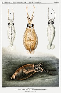 Glass squids illustration from Deutschen Tiefsee-Expedition (German Deep Sea Expedition) (1898–1899) by Carl Chun. Original from Biodiversity Heritage Library. Digitally enhanced by rawpixel.