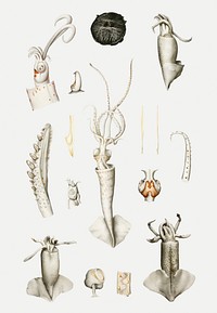 Squid varieties set illustration