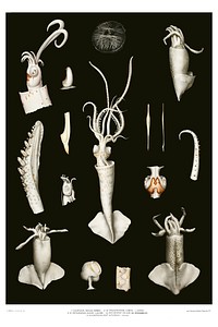 Squid varieties set illustration from R&eacute;sultats des Campagnes Scientifiques by <a href="https://www.rawpixel.com/search/albert%20i?sort=curated&amp;photo=1&amp;page=1">Albert I</a>, Prince of Monaco (1848&ndash;1922). Original from Biodiversity Heritage Library. Digitally enhanced by rawpixel.