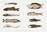 Fish varieties set illustration from R&eacute;sultats des Campagnes Scientifiques by <a href="https://www.rawpixel.com/search/albert%20i?sort=curated&amp;photo=1&amp;page=1">Albert I</a>, Prince of Monaco (1848&ndash;1922). Original from Biodiversity Heritage Library. Digitally enhanced by rawpixel.