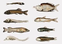 Fish varieties set illustration