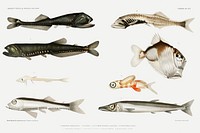 Deep sea fish varieties set illustration from R&eacute;sultats des Campagnes Scientifiques by Albert I, Prince of Monaco (1848&ndash;1922). Original from Biodiversity Heritage Library. Digitally enhanced by rawpixel.