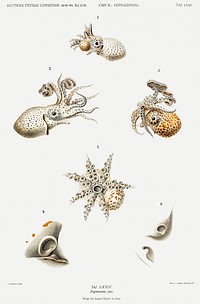 Argonauts illustration from Deutschen Tiefsee-Expedition, German Deep Sea Expedition (1898&ndash;1899) by <a href="https://www.rawpixel.com/search/Carl%20Chun?sort=curated&amp;photo=1&amp;page=1">Carl Chun</a>. Original from Biodiversity Heritage Library. Digitally enhanced by rawpixel.