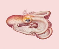 Vintage Velodona octopus illustration