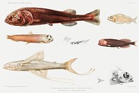 eep sea fish varieties set illustration from R&eacute;sultats des Campagnes Scientifiques by <a href="https://www.rawpixel.com/search/albert%20i?sort=curated&amp;photo=1&amp;page=1">Albert I</a>, Prince of Monaco (1848&ndash;1922). Original from Biodiversity Heritage Library. Digitally enhanced by rawpixel.