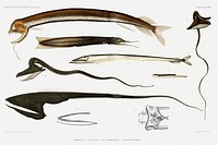 Stomiidae deep sea fish varieties set illustration from R&eacute;sultats des Campagnes Scientifiques by <a href="https://www.rawpixel.com/search/albert%20i?sort=curated&amp;photo=1&amp;page=1">Albert I</a>, Prince of Monaco (1848&ndash;1922). Original from Biodiversity Heritage Library. Digitally enhanced by rawpixel.