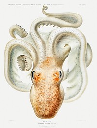Velodona octopus illustration from Deutschen Tiefsee-Expedition, German Deep Sea Expedition (1898&ndash;1899) by <a href="https://www.rawpixel.com/search/Carl%20Chun?sort=curated&amp;photo=1&amp;page=1">Carl Chun</a>. Original from Biodiversity Heritage Library. Digitally enhanced by rawpixel.