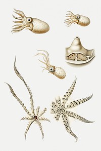 Octopus varieties set illustration