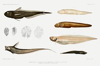 Eel varieties set illustration from R&eacute;sultats des Campagnes Scientifiques by Albert I, Prince of Monaco (1848&ndash;1922). Original from Biodiversity Heritage Library. Digitally enhanced by rawpixel.