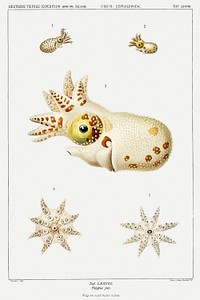 Strange marine life illustration from Deutschen Tiefsee-Expedition, German Deep Sea Expedition (1898&ndash;1899) by <a href="https://www.rawpixel.com/search/Carl%20Chun?sort=curated&amp;photo=1&amp;page=1">Carl Chun</a>. Original from Biodiversity Heritage Library. Digitally enhanced by rawpixel.