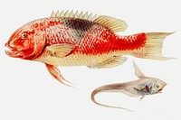 Hogfish and a ray finned fish illustration