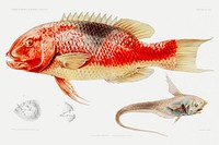 Hogfish and a ray finned fish illustration from R&eacute;sultats des Campagnes Scientifiques by <a href="https://www.rawpixel.com/search/albert%20i?sort=curated&amp;photo=1&amp;page=1">Albert I</a>, Prince of Monaco (1848&ndash;1922). Original from Biodiversity Heritage Library. Digitally enhanced by rawpixel.